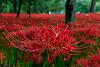     

:	20151201115506-2-bunga-higanbana-atau-red-spider-lily-003-tantri-setyorini.jpg
:	158
:	86.9 
:	11165