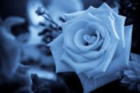   Blue Rose